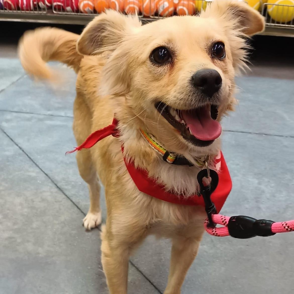 Maca, adopted, Young Female Chihuahua & Pomeranian.