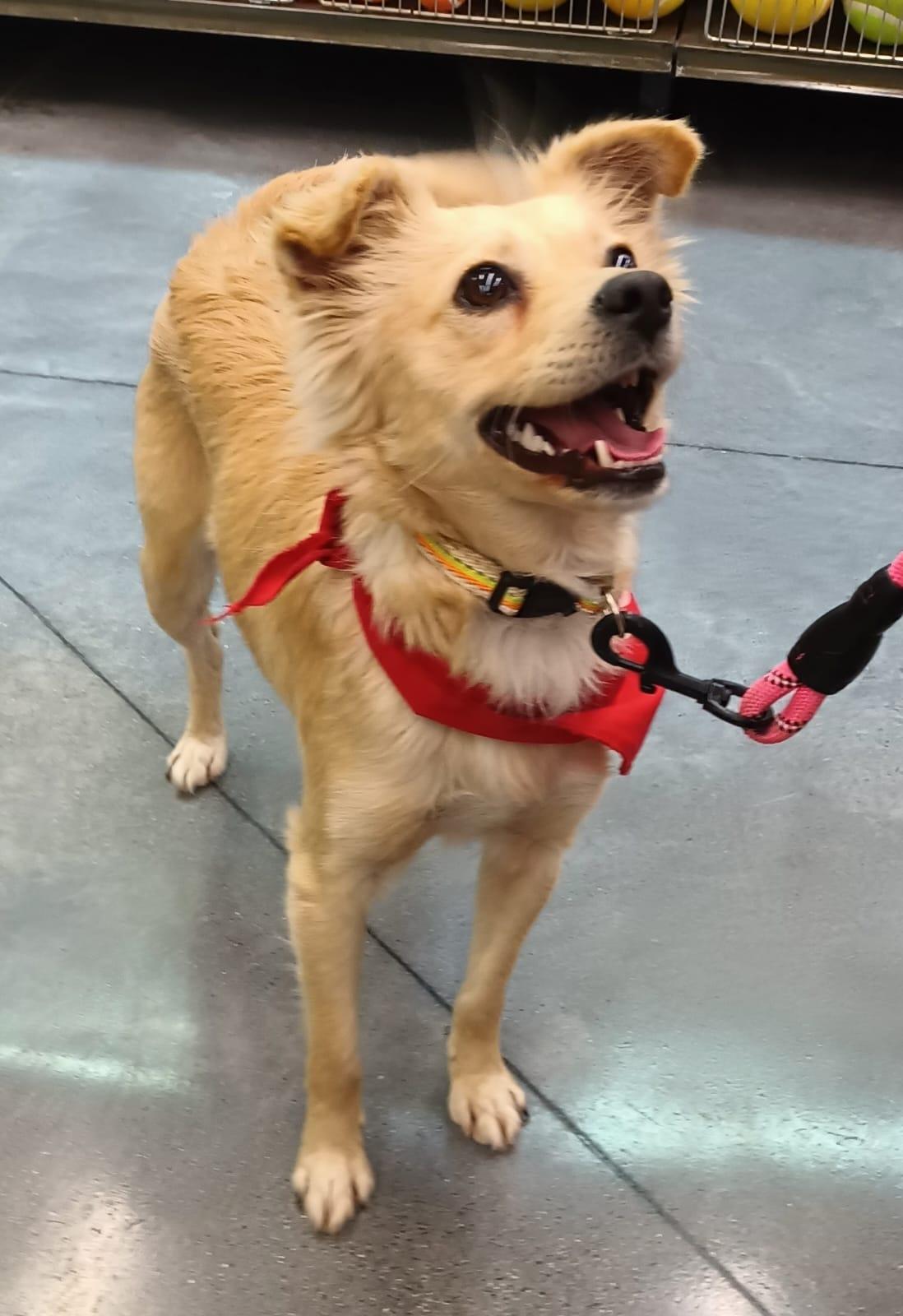 Enlarge Maca, an adopted mixed breed in San Diego, CA image 4/6