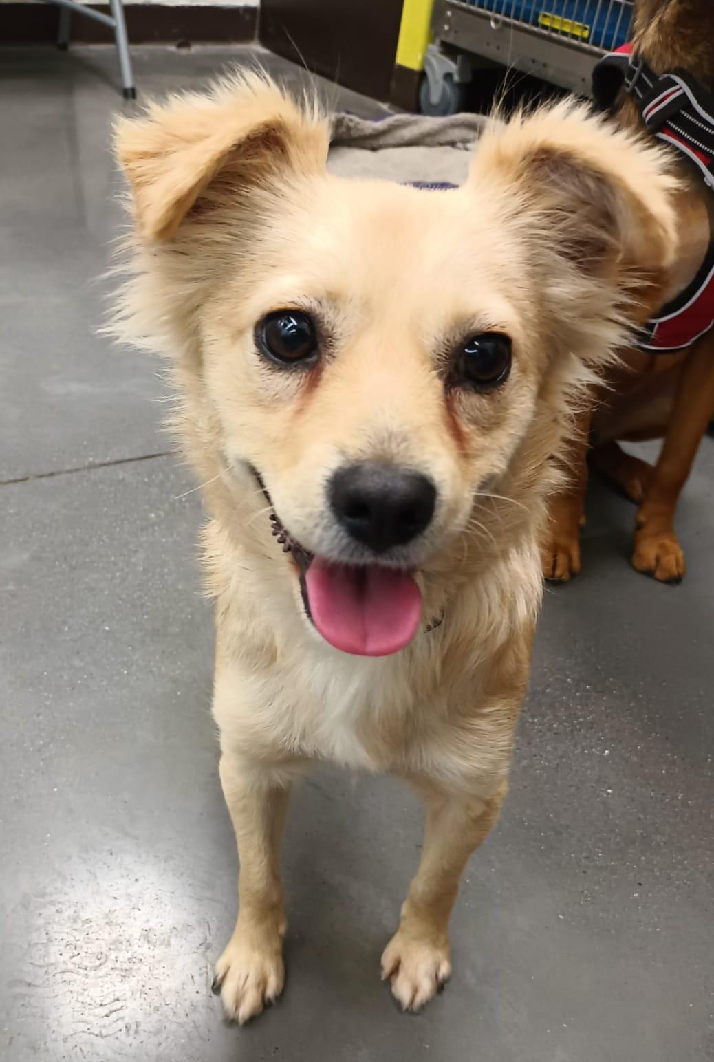 Enlarge Maca, an adopted mixed breed in San Diego, CA image 2/6