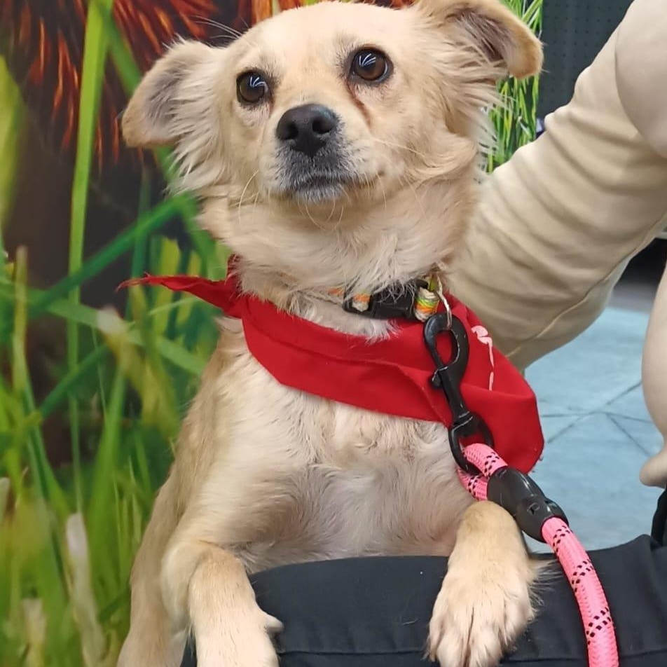 Enlarge Maca, an adopted mixed breed in San Diego, CA image 3/6