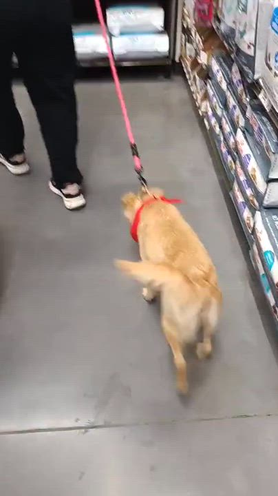 Enlarge Maca, an adopted mixed breed in San Diego, CA video 6/6