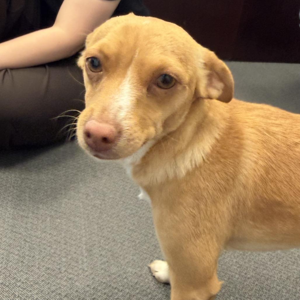 Abby C-34424, Adoptable, Adult Female Chihuahua & Mixed Breed.