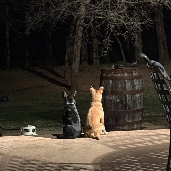 Enlarge Abby C-34424, a Adoptable mixed breed in Oklahoma City, OK image 2/3