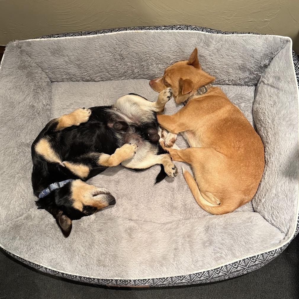 Enlarge Abby C-34424, a Adoptable mixed breed in Oklahoma City, OK image 3/3