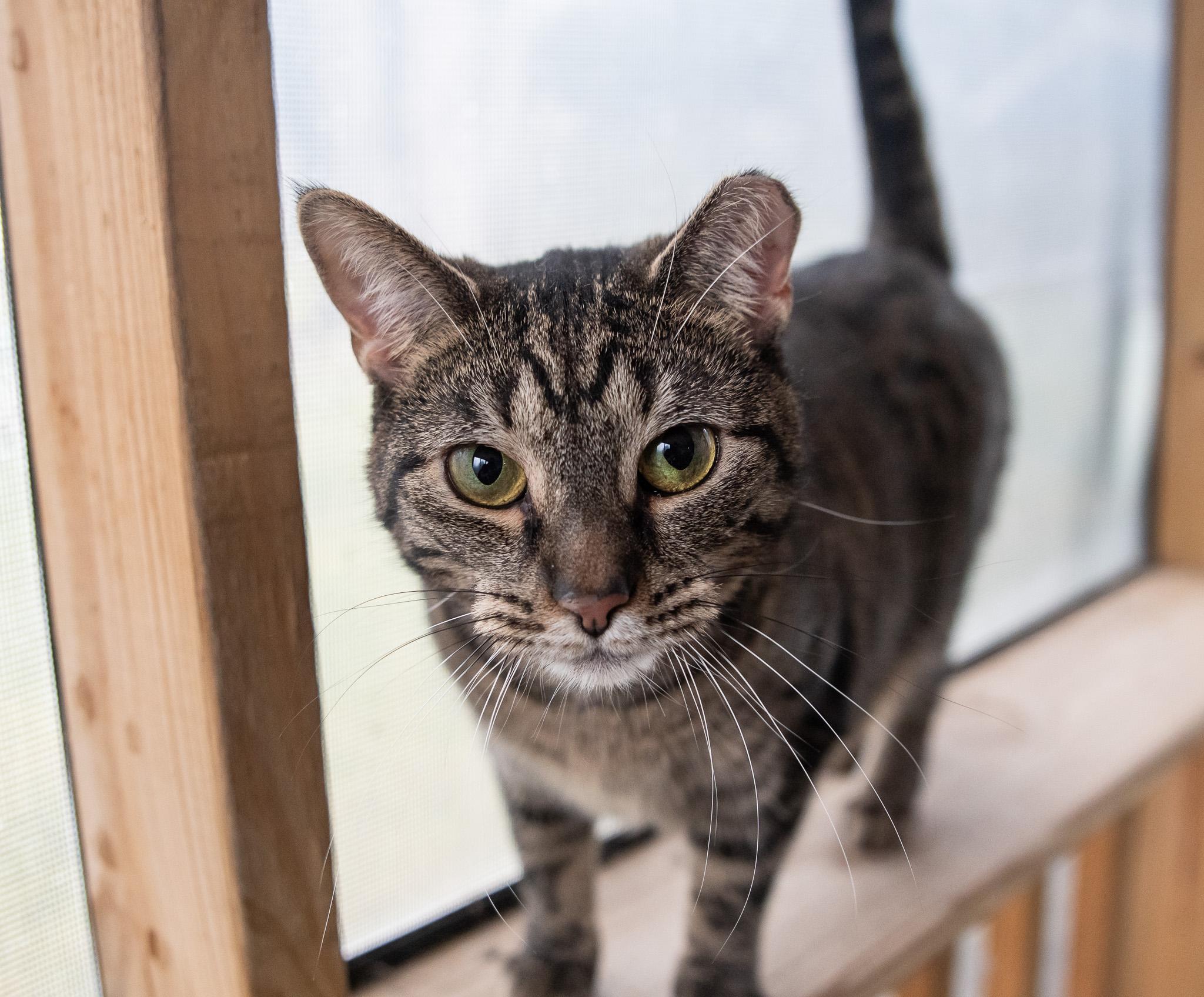 Enlarge Daisy, a ADOPTABLE Domestic Short Hair in Hermitage, PA image 5/5