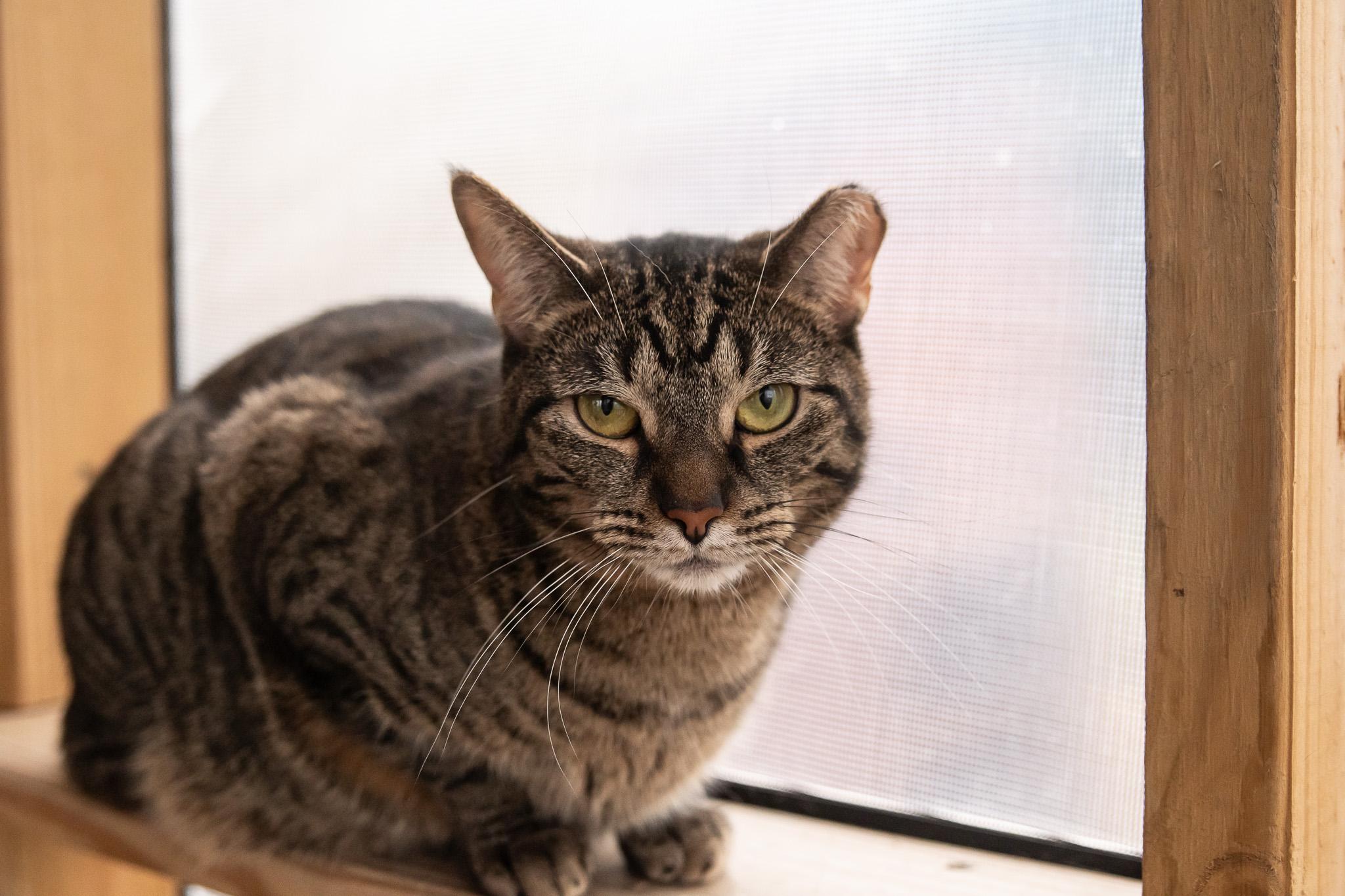 Enlarge Daisy, a ADOPTABLE Domestic Short Hair in Hermitage, PA image 3/5