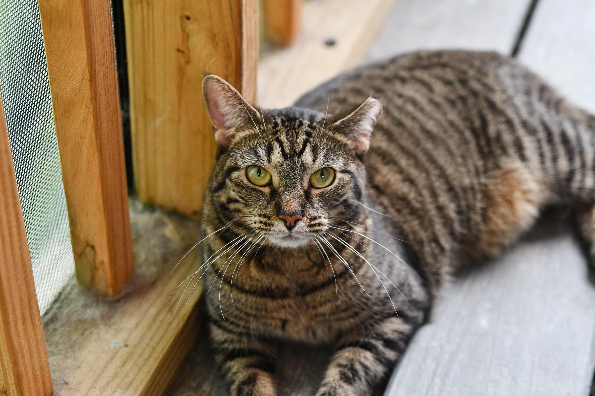 Enlarge Daisy, a ADOPTABLE Domestic Short Hair in Hermitage, PA image 2/5
