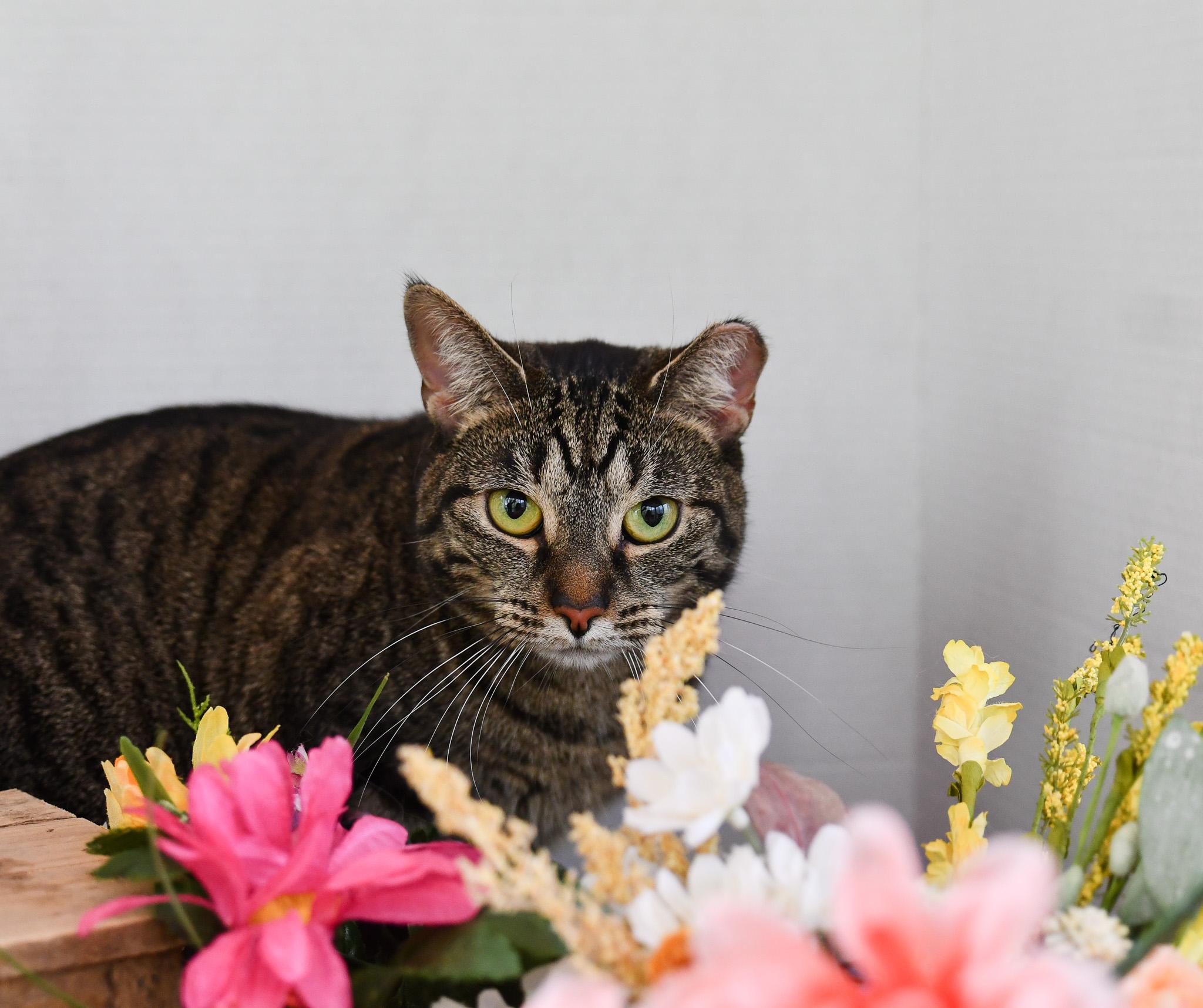 Enlarge Daisy, a ADOPTABLE Domestic Short Hair in Hermitage, PA image 4/5