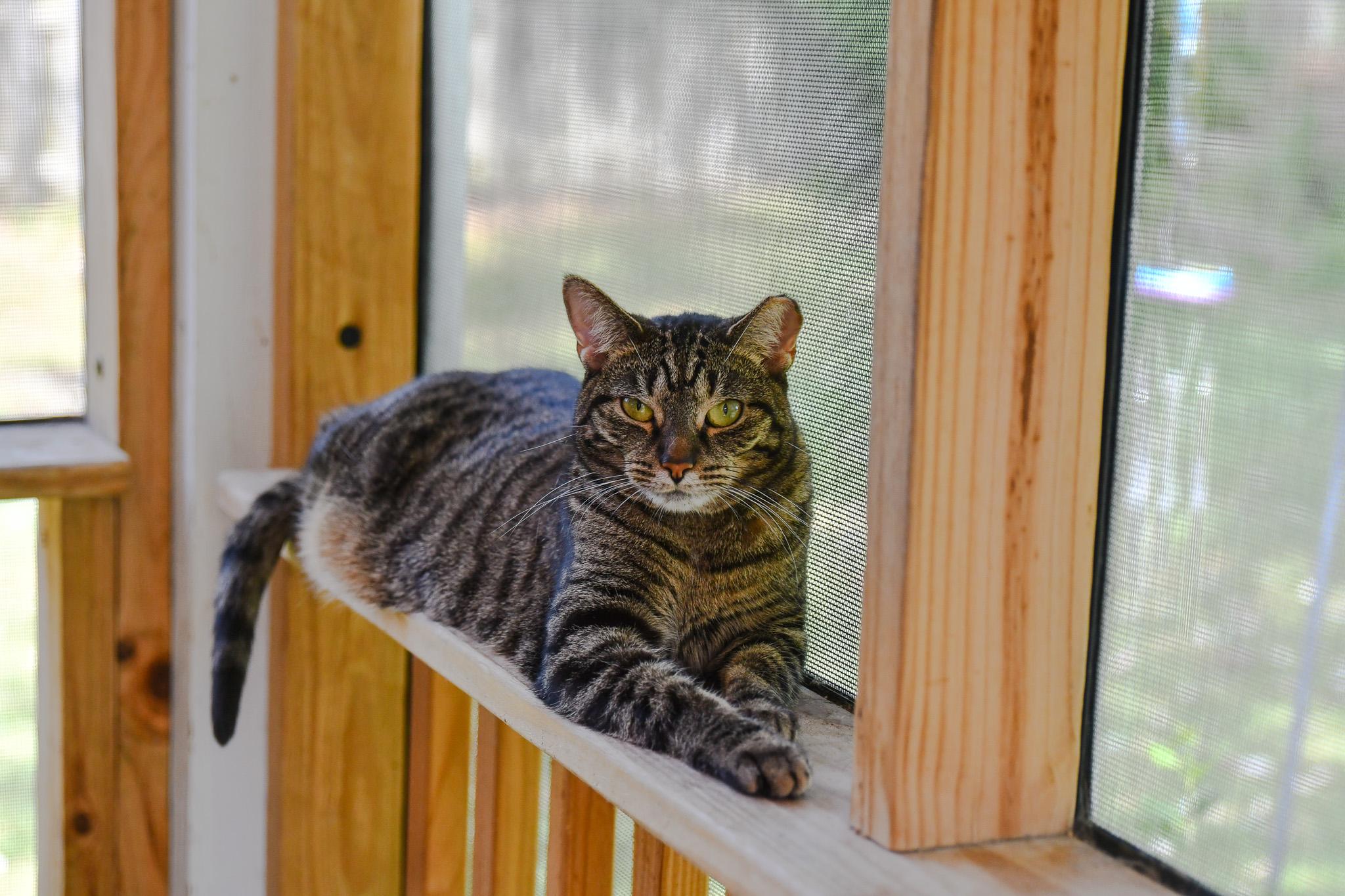 Daisy, ADOPTABLE, Adult Female Domestic Short Hair.
