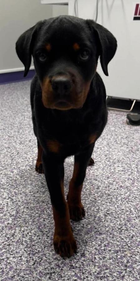 Enlarge Tallulah, a Adoptable Rottweiler in Painesville, OH image 2/6