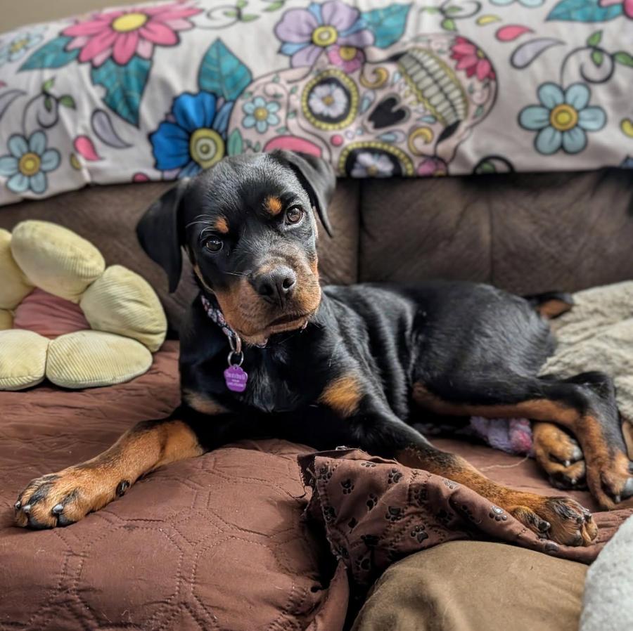 Enlarge Tallulah, a Adoptable Rottweiler in Painesville, OH image 3/6