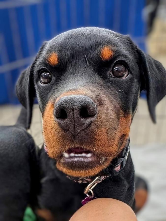 Enlarge Tallulah, a Adoptable Rottweiler in Painesville, OH image 4/6