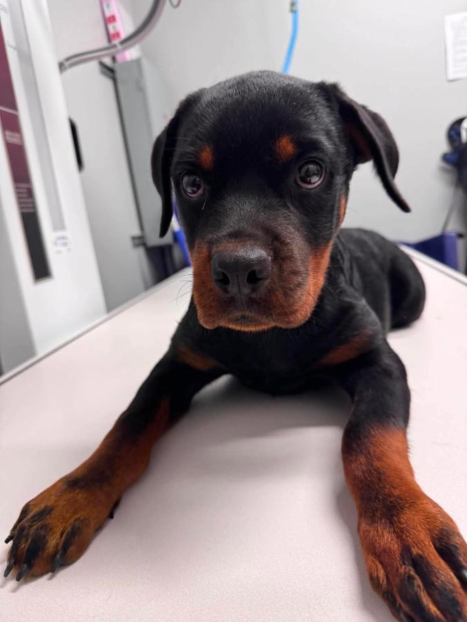 Enlarge Tallulah, a Adoptable Rottweiler in Painesville, OH image 5/6