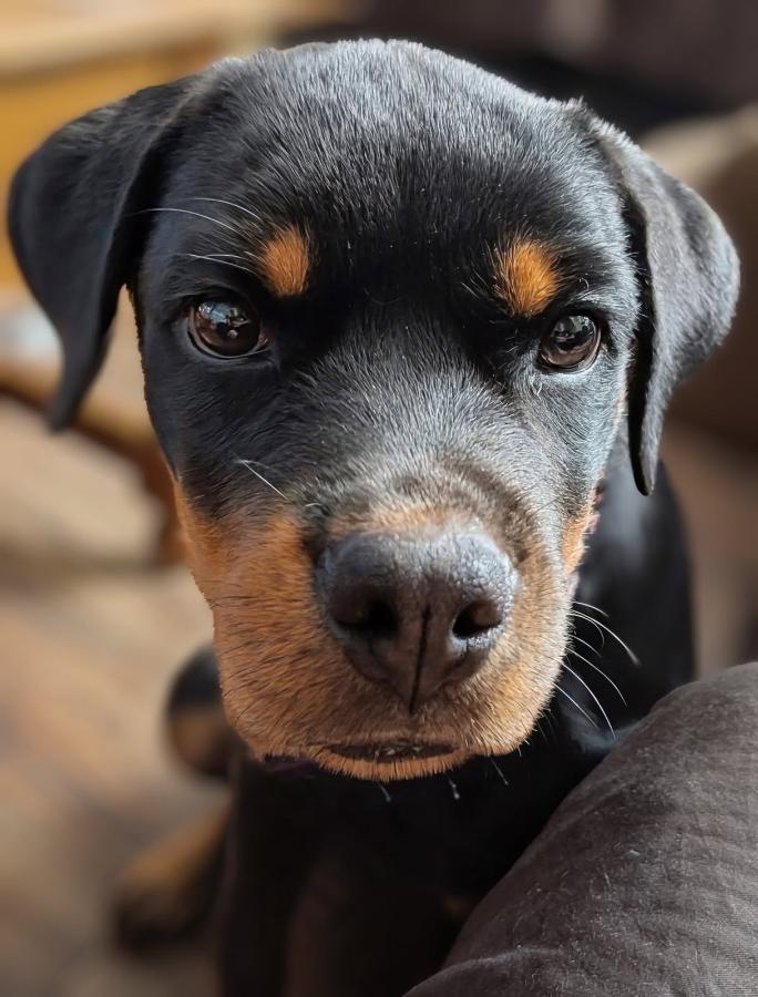 Enlarge Tallulah, a Adoptable Rottweiler in Painesville, OH image 1/6