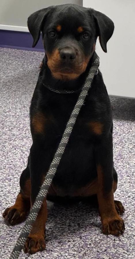 Enlarge Tallulah, a Adoptable Rottweiler in Painesville, OH image 6/6