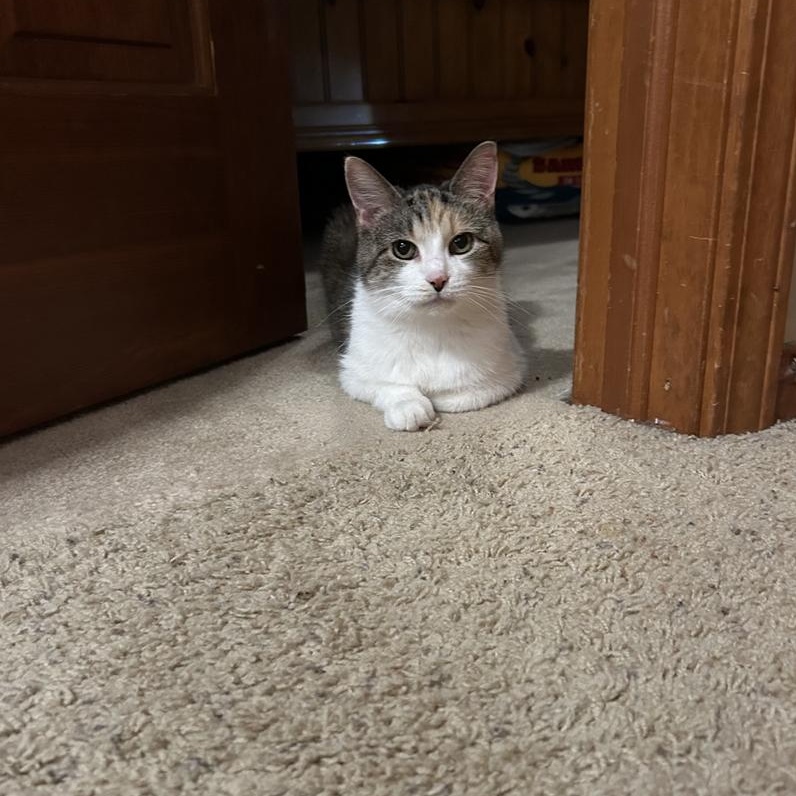 Enlarge Callie Ask to Meet In Foster, an adoptable Calico in Elyria, OH image 4/5