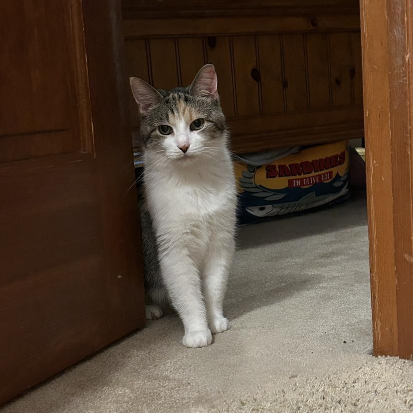 Enlarge Callie Ask to Meet In Foster, an adoptable Calico in Elyria, OH image 5/5