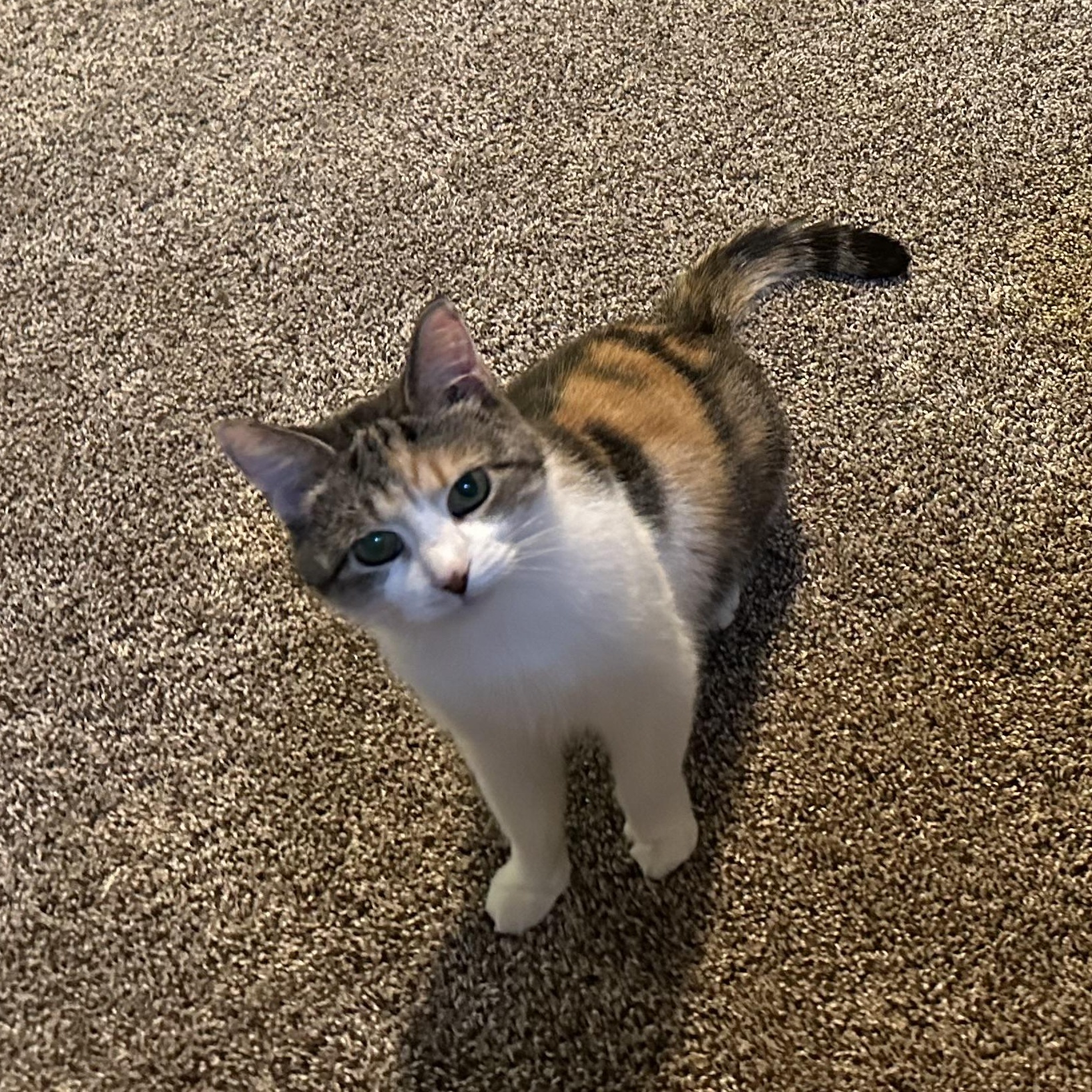 Callie Ask to Meet In Foster, adoptable, Senior Female Calico.