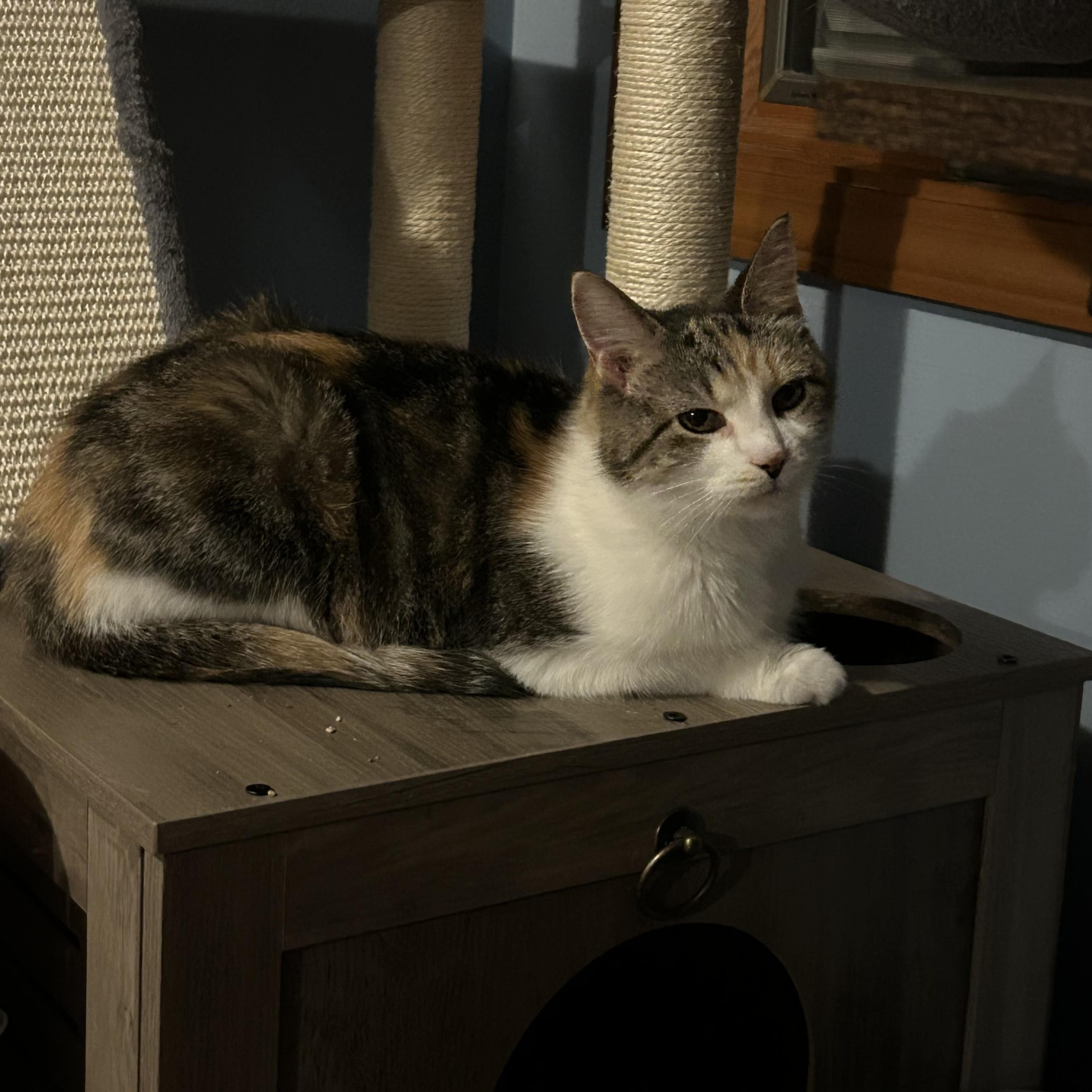 Enlarge Callie Ask to Meet In Foster, an adoptable Calico in Elyria, OH image 2/5