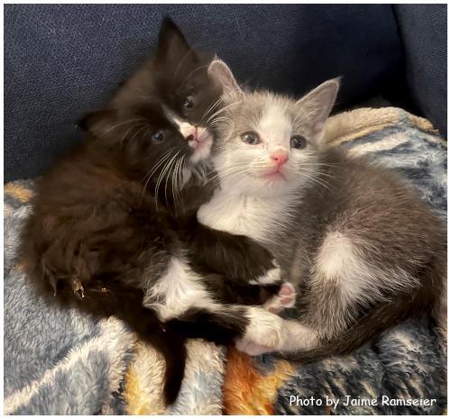 Enlarge Cello, a Adopted mixed breed in Oak Ridge, TN image 2/3