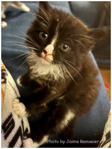 Enlarge Cello, a Adopted mixed breed in Oak Ridge, TN image 3/3