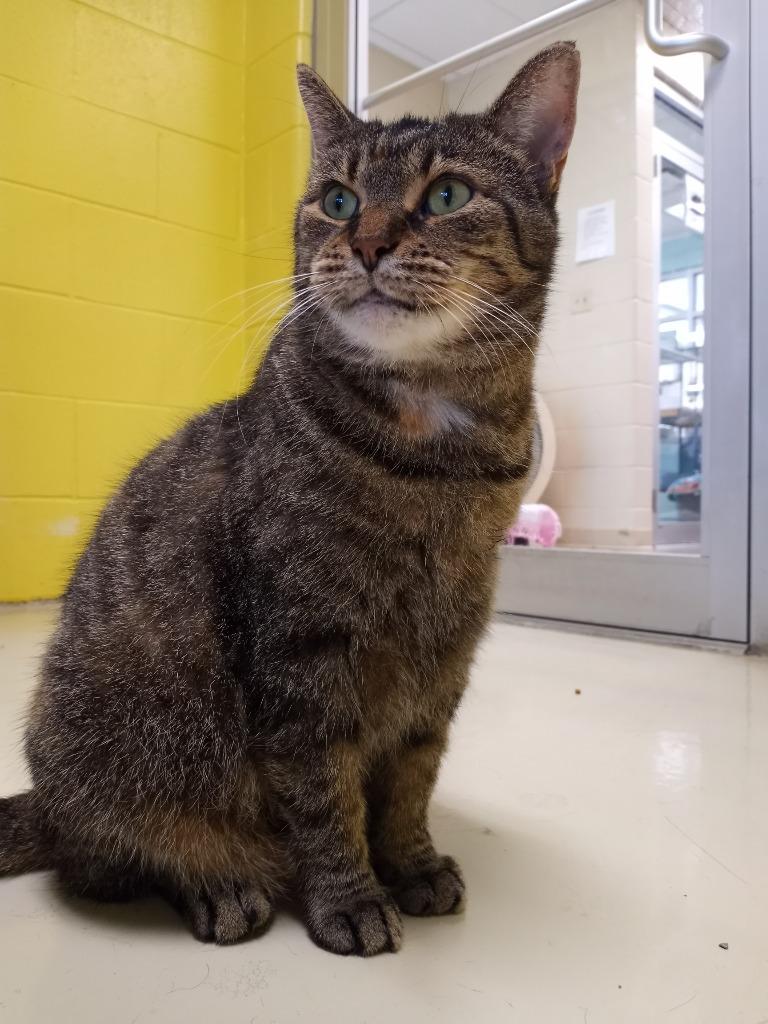 Enlarge Uma Furman, a Adoptable mixed breed in Hamilton, OH image 4/5