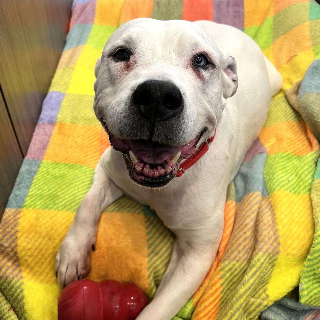 Enlarge Polar - In Foster Care, a Adoptable Mixed Breed in Naperville, IL image 2/6