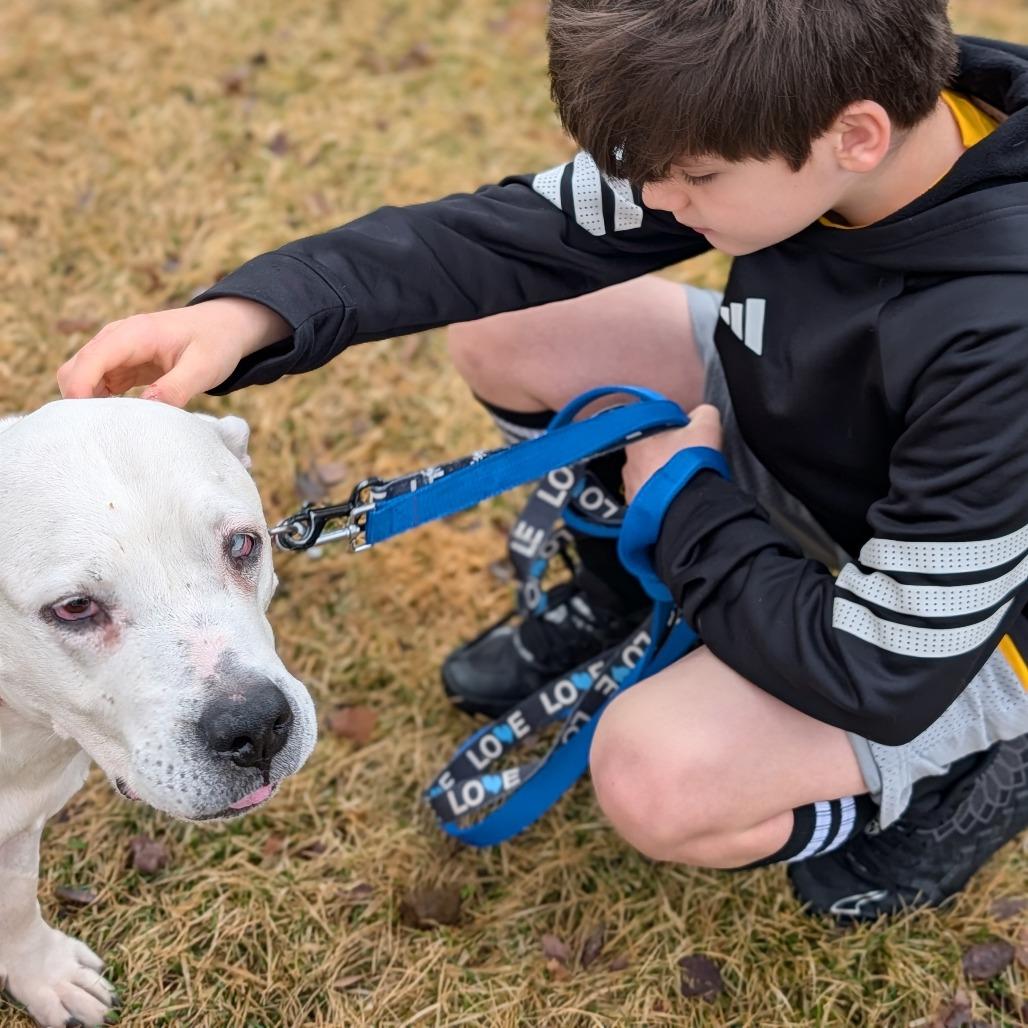 Enlarge Polar - In Foster Care, a Adoptable Mixed Breed in Naperville, IL image 3/6