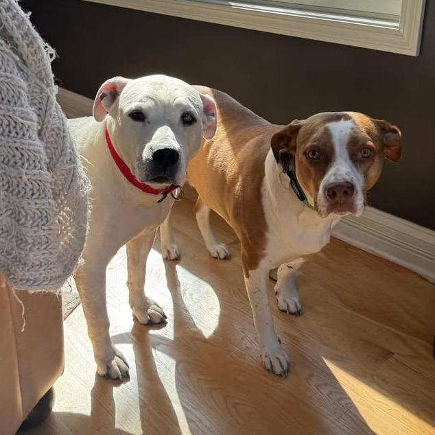 Enlarge Polar - In Foster Care, a Adoptable Mixed Breed in Naperville, IL image 4/6