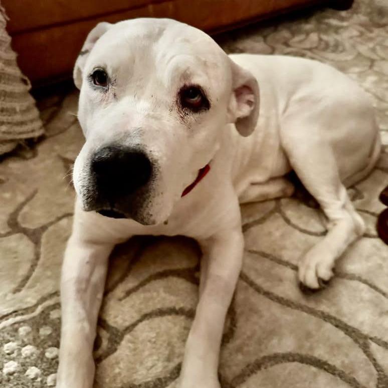 Enlarge Polar - In Foster Care, a Adoptable Mixed Breed in Naperville, IL image 5/6