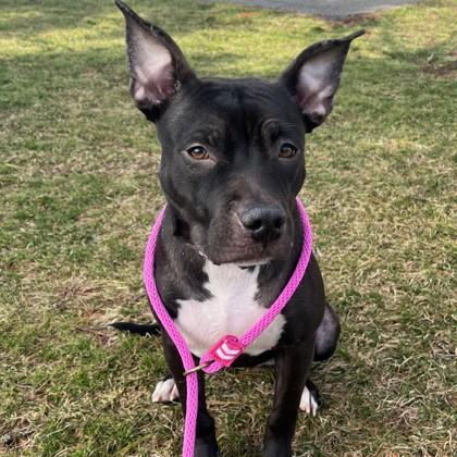 Mira, ADOPTABLE, Young Female Mixed Breed.