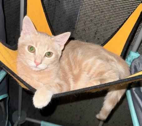Dorado, a ADOPTABLE mixed breed in Escondido, CA image 1/3