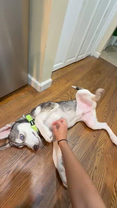 Enlarge Balto, a Adoptable mixed breed in Brooklyn, NY image 2/6