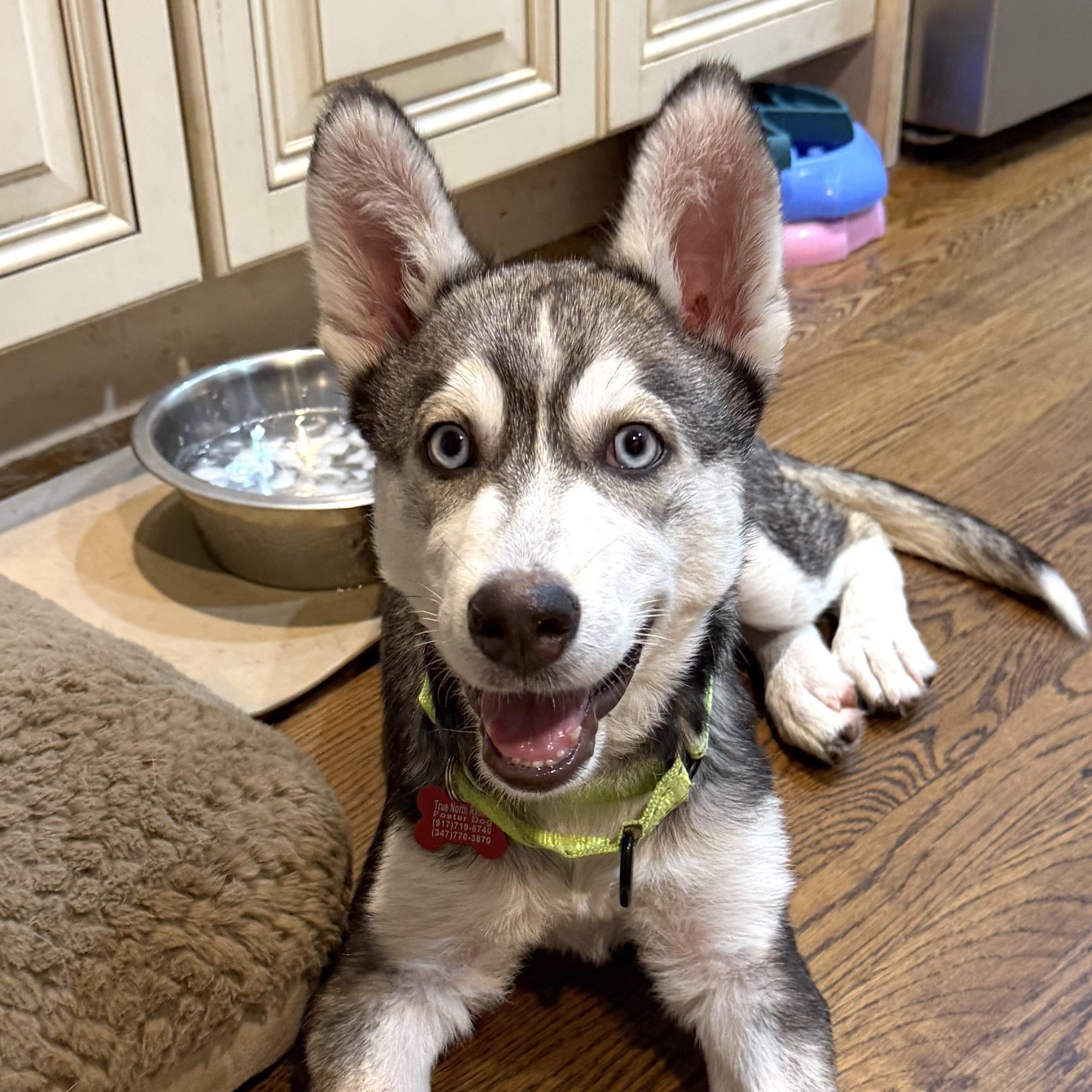 Enlarge Balto, a Adoptable mixed breed in Brooklyn, NY image 3/6