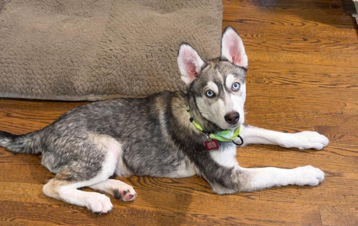 Enlarge Balto, a Adoptable mixed breed in Brooklyn, NY image 4/6