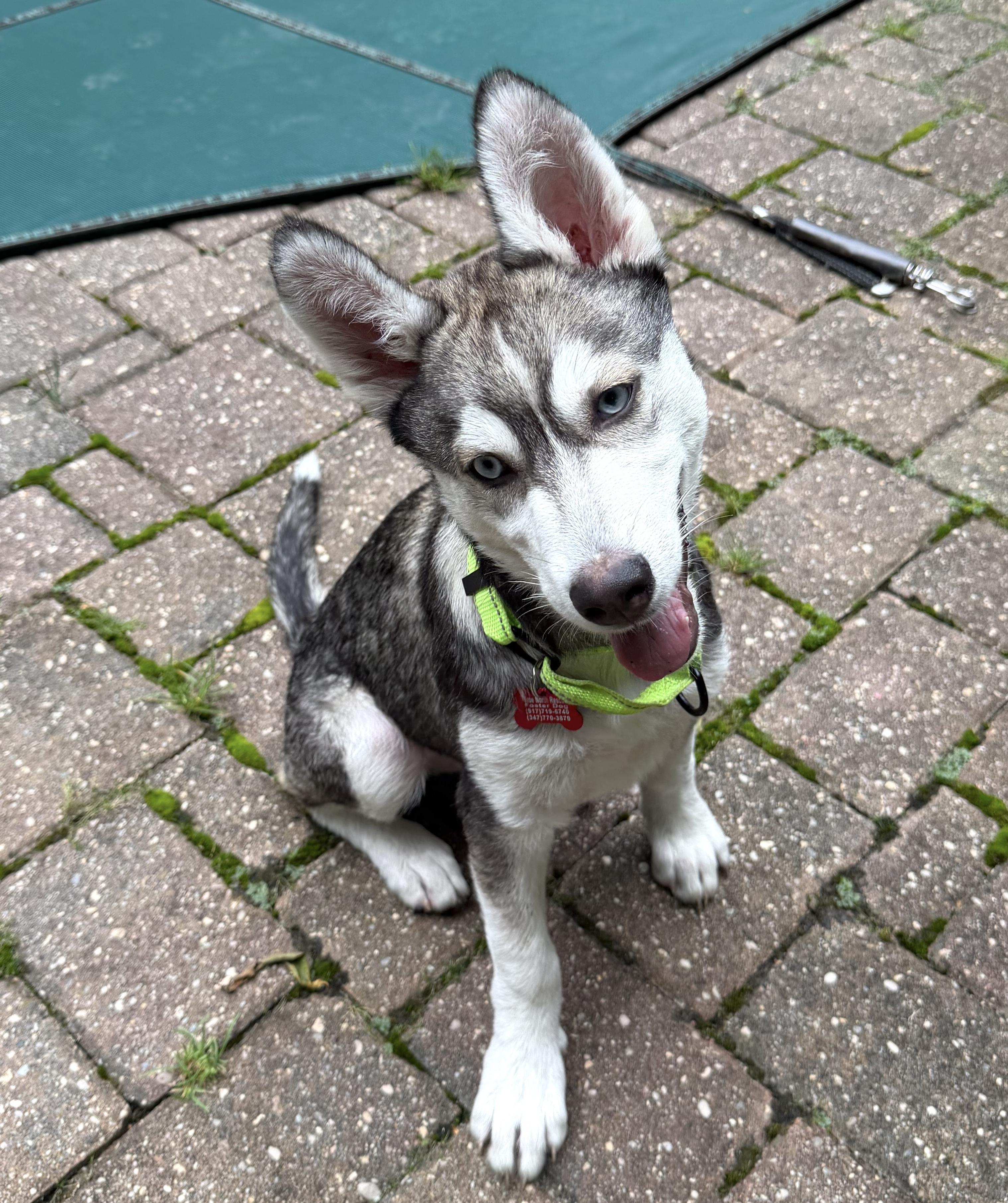 Enlarge Balto, a Adoptable mixed breed in Brooklyn, NY image 1/6