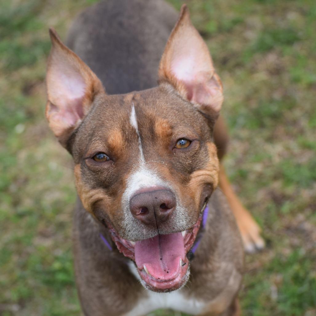 Enlarge Mira, a Adoptable Hound in Albert Lea, MN image 1/6