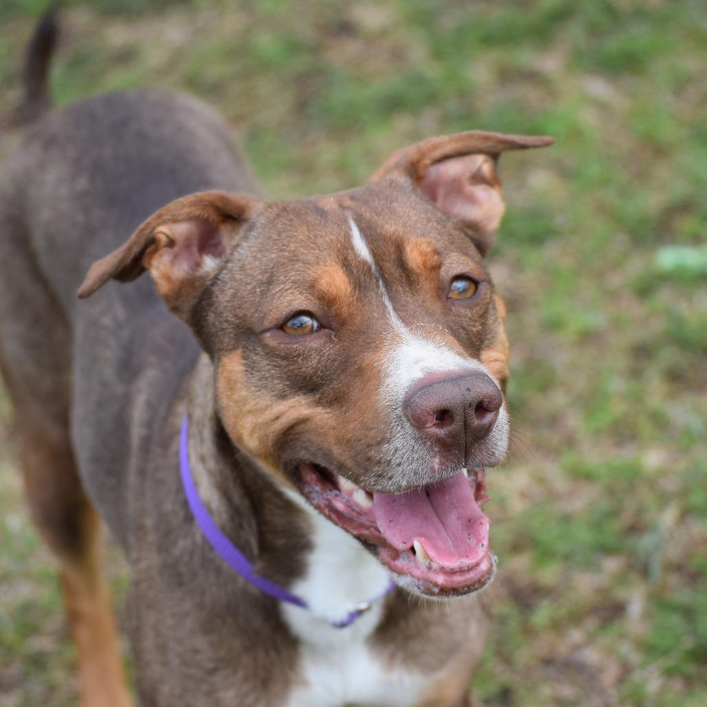 Enlarge Mira, a Adoptable Hound in Albert Lea, MN image 2/6
