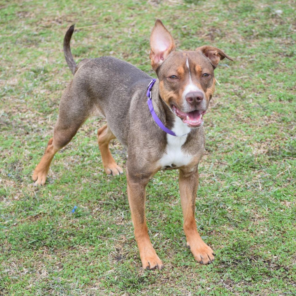 Enlarge Mira, a Adoptable Hound in Albert Lea, MN image 3/6
