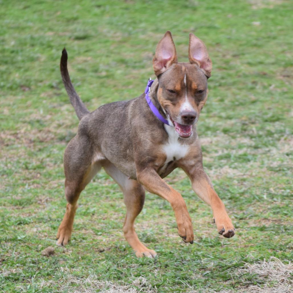 Enlarge Mira, a Adoptable Hound in Albert Lea, MN image 4/6