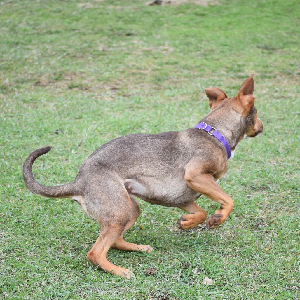 Enlarge Mira, a Adoptable Hound in Albert Lea, MN image 5/6