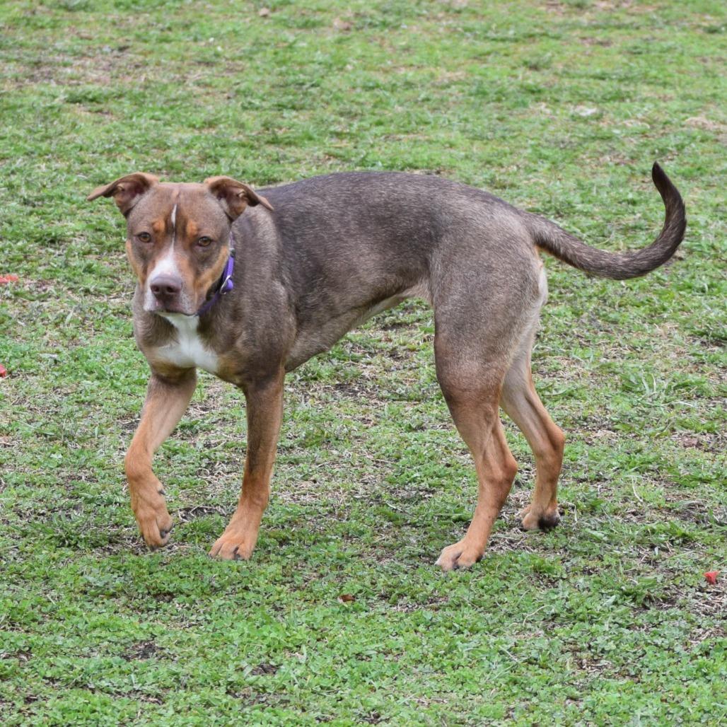 Enlarge Mira, a Adoptable Hound in Albert Lea, MN image 6/6