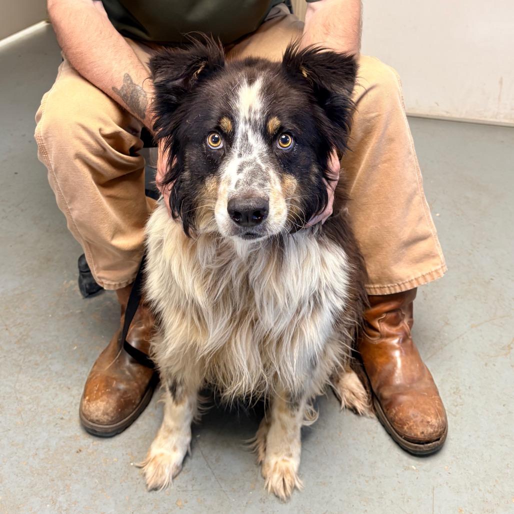 Enlarge Burlap, a Adoptable mixed breed in Saint Louis, MO image 1/2