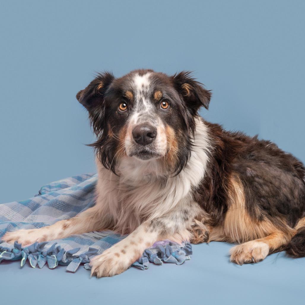 Enlarge Burlap, a Adoptable mixed breed in Saint Louis, MO image 2/2