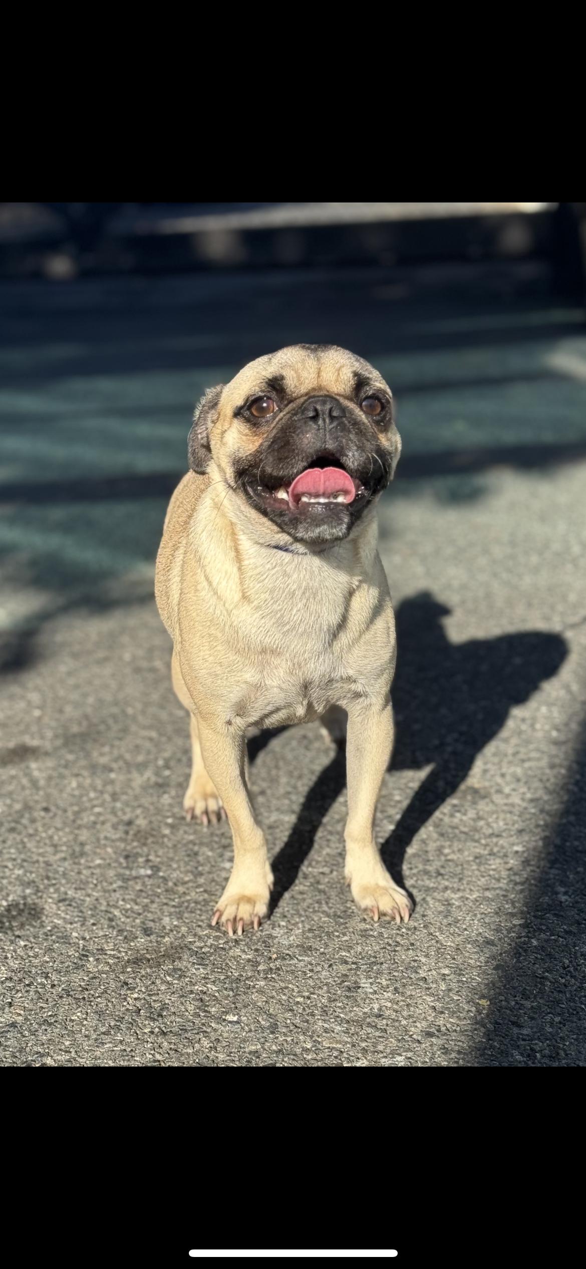 Puggy, an adopted Pug in Hamden, CT image 1/4
