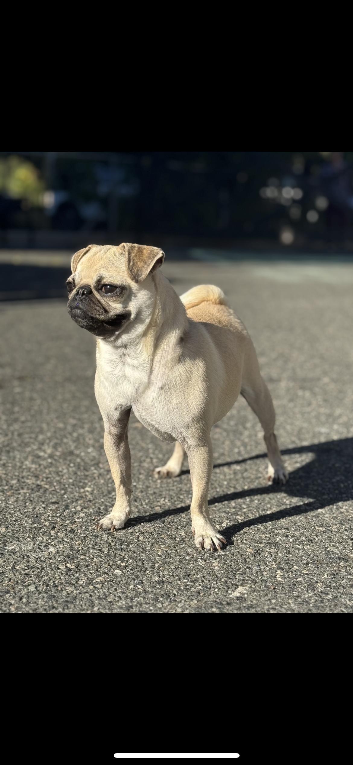 Puggy, an adopted Pug in Hamden, CT image 2/4