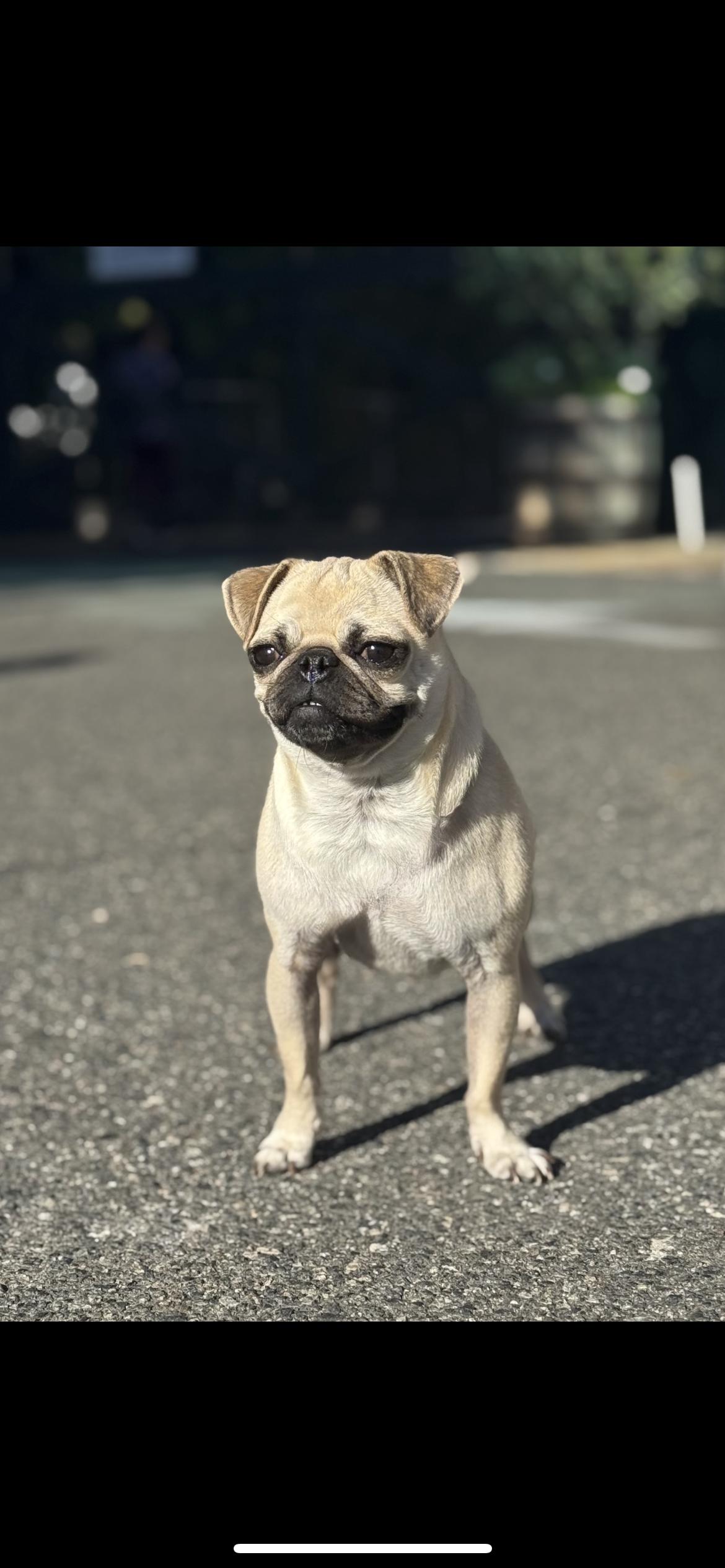 Puggy, an adopted Pug in Hamden, CT image 3/4