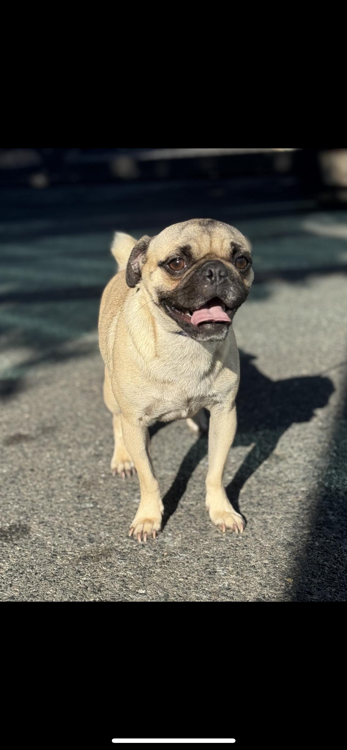 Puggy, an adopted Pug in Hamden, CT image 4/4