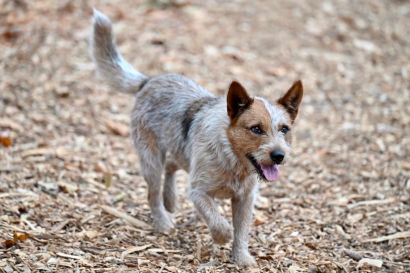 Enlarge BARU, a Adoptable mixed breed in Santa Cruz, CA image 1/1