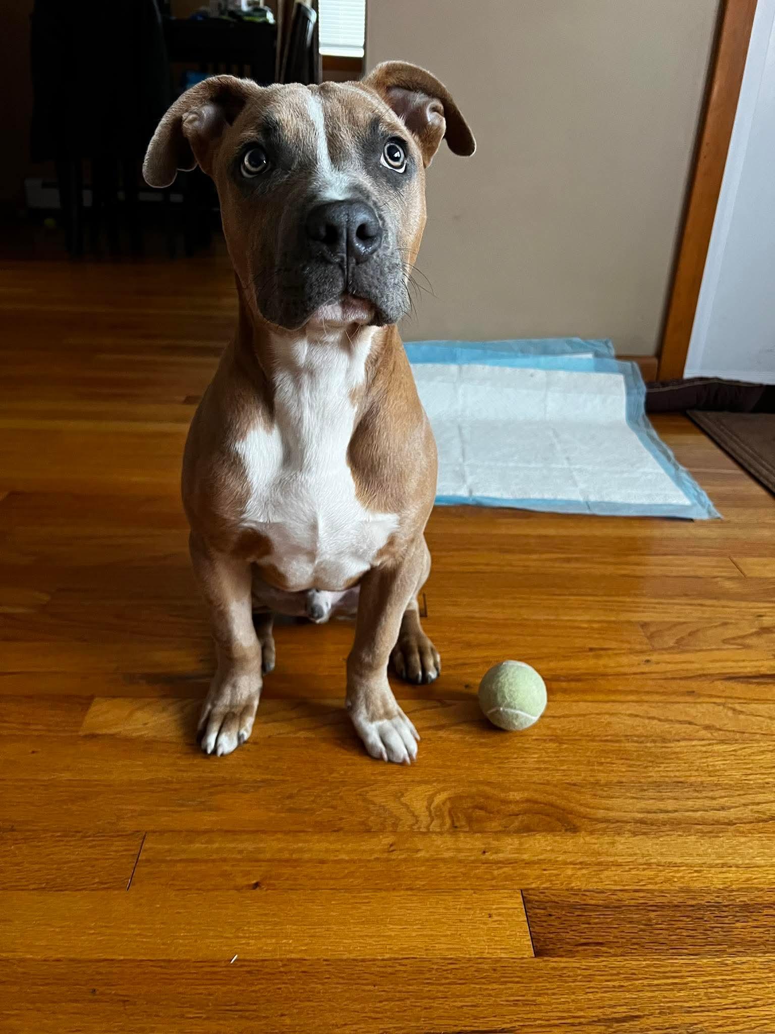 Enlarge Butterbean, an adopted mixed breed in Rumford, RI image 5/6
